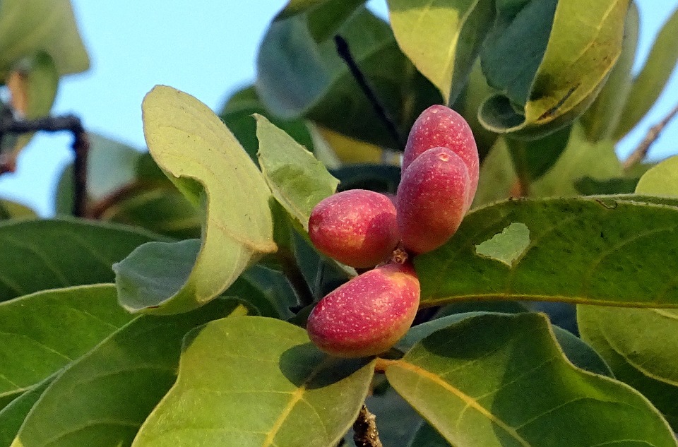 ayurvedische Ernaehrung Haritaki Frucht am Baum 