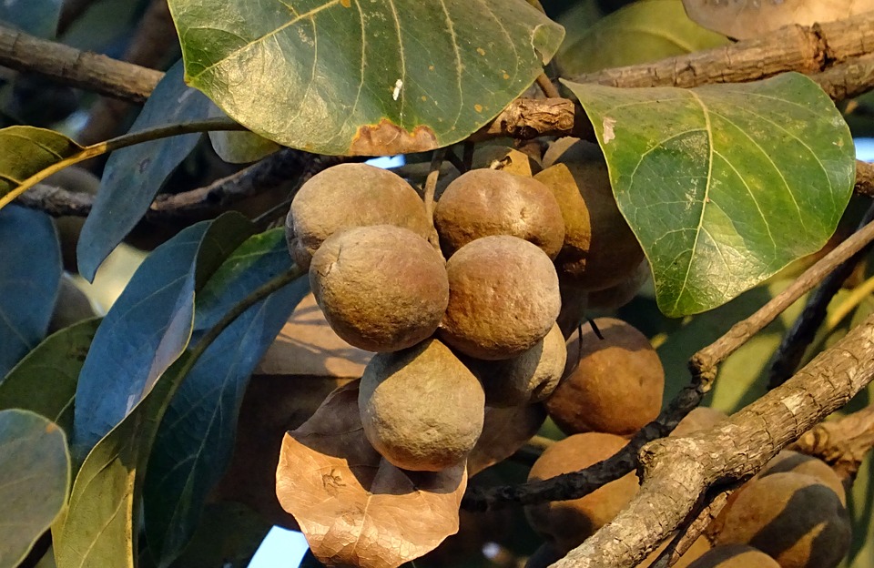 ayurvedische Ernaehrung mit Bräunlicher Bibhitaki-Frucht am Baum