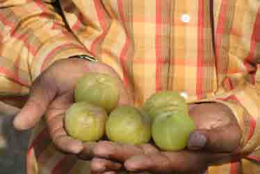 Amalaki – die wichtigste Frucht des Ayurveda
