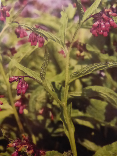 Einheimische Heilpflanzen und Kräuter und ihre Wirkung im Ayurveda: Beinwell
